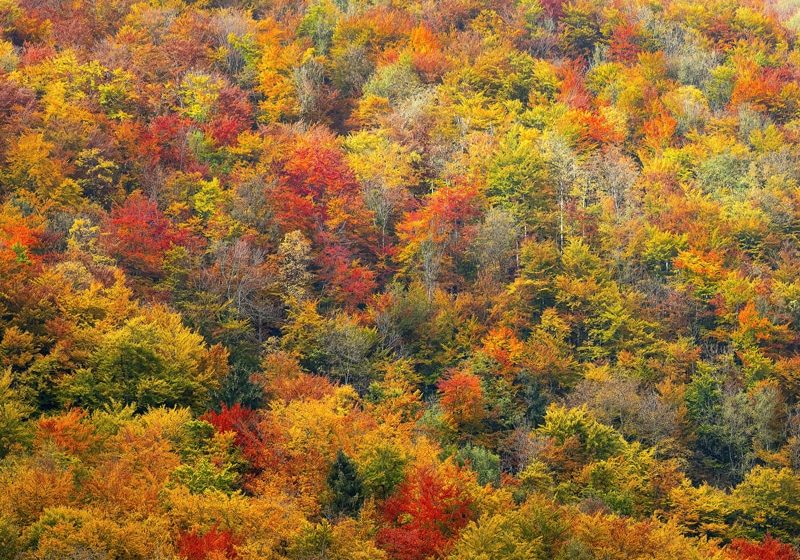 fall-foliage-buchanan