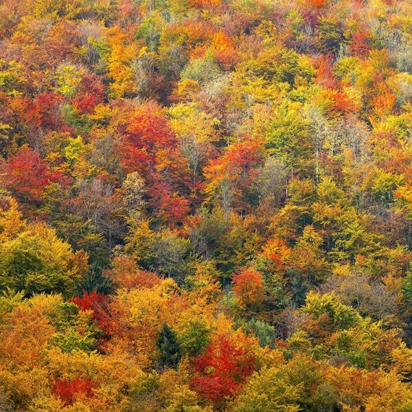 fall-foliage-buchanan